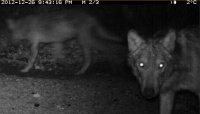 VISUEL LE LOUP
